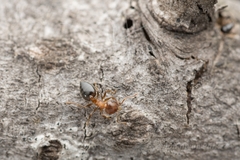 Crematogaster matsumurai