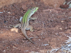 Podarcis siculus