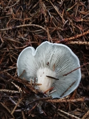 Clitocybe odora