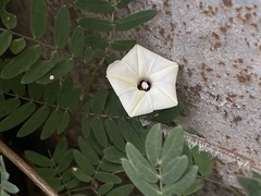Ipomoea obscura