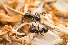 Lasius spathepus