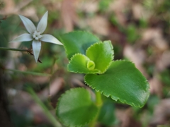 Crassula sarmentosa