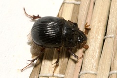 Odonteus armiger