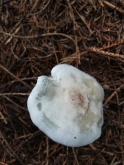 Clitocybe odora