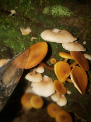 Heimiomyces tenuipes