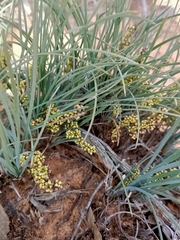 Lomandra collina