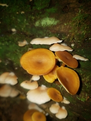 Heimiomyces tenuipes