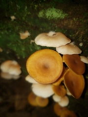 Heimiomyces tenuipes