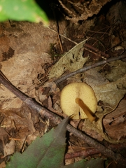 Heimiomyces tenuipes