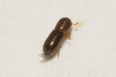 Xyleborinus saxesenii