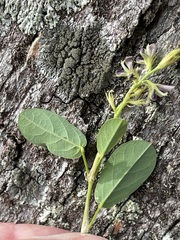 Alysicarpus vaginalis