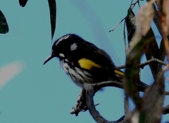 Phylidonyris novaehollandiae