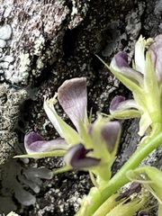 Alysicarpus vaginalis