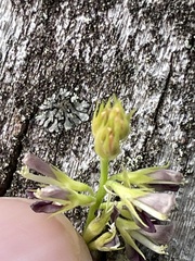 Alysicarpus vaginalis