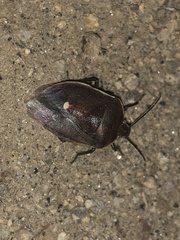 Chlorochroa