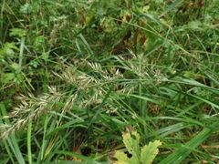 Calamagrostis epigejos