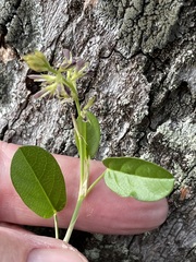 Alysicarpus vaginalis