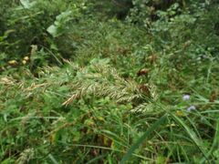 Calamagrostis epigejos