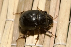 Odonteus armiger