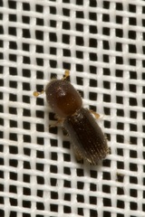 Xyleborinus saxesenii