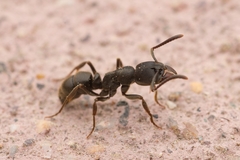 Ectomomyrmex javanus