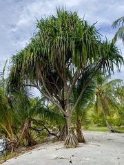 Pandanus tectorius