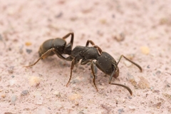 Ectomomyrmex javanus