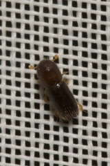 Xyleborinus saxesenii