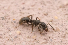 Ectomomyrmex javanus