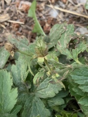 Geum aleppicum