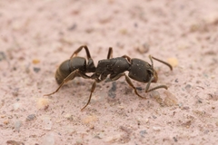 Ectomomyrmex javanus