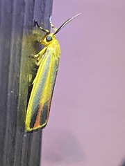 Hypoprepia fucosa