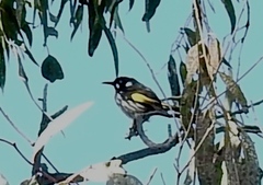 Phylidonyris novaehollandiae