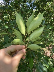 Ficus ampelos