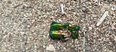 Protaetia speciosissima