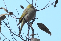 Ptilotula penicillata