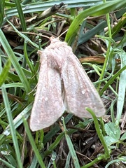 Mythimna albipuncta