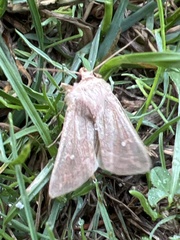 Mythimna albipuncta
