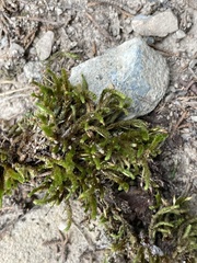Hedwigia ciliata