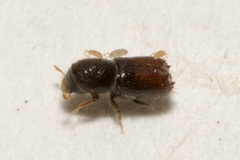 Pityogenes chalcographus
