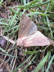 Mythimna albipuncta