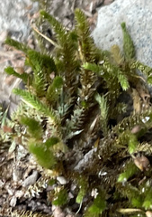 Hedwigia ciliata