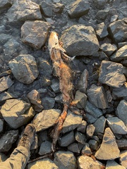 Acipenser transmontanus