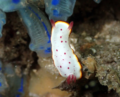 Goniobranchus daphne