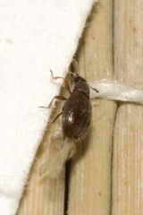 Latridiidae