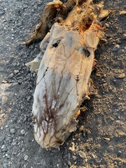 Acipenser transmontanus