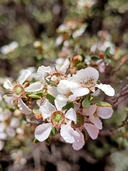 Leptospermum coriaceum