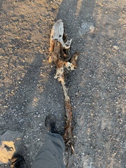 Acipenser transmontanus