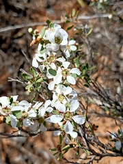 Leptospermum coriaceum