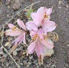 Alstroemeria